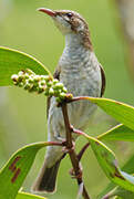 Brown-backed Honeyeater