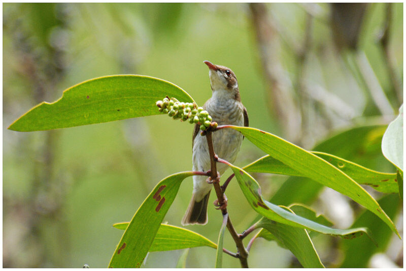 Brown-backed Honeyeateradult