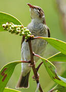 Brown-backed Honeyeater