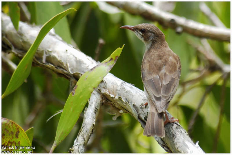 Brown-backed Honeyeateradult