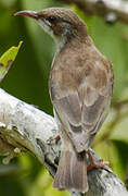 Brown-backed Honeyeater