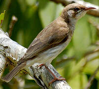 Brown-backed Honeyeater