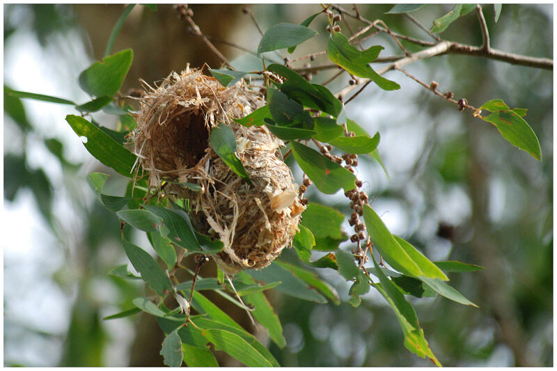 Brown-backed Honeyeater