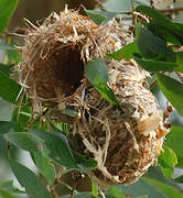 Brown-backed Honeyeater