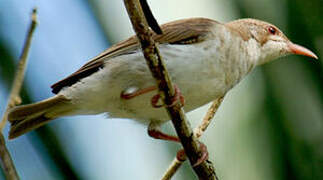 Brown-backed Honeyeater