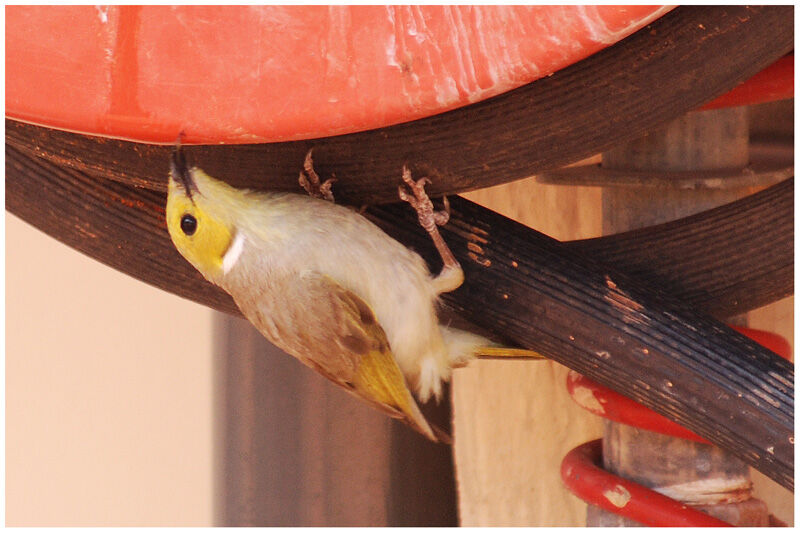 White-plumed Honeyeateradult