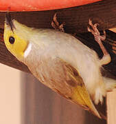 White-plumed Honeyeater