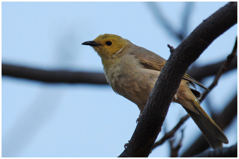 White-plumed Honeyeateradult