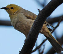 White-plumed Honeyeater