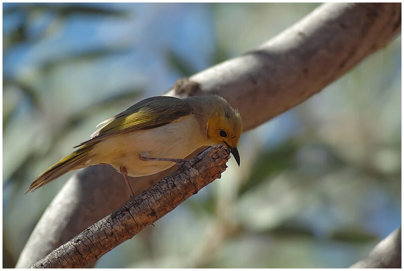 White-plumed Honeyeater