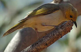 White-plumed Honeyeater