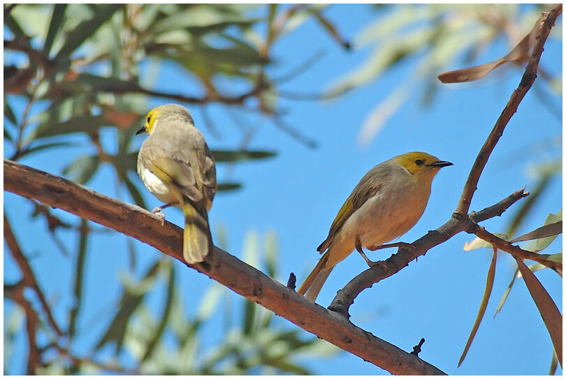 White-plumed Honeyeater