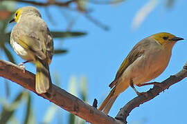 White-plumed Honeyeater