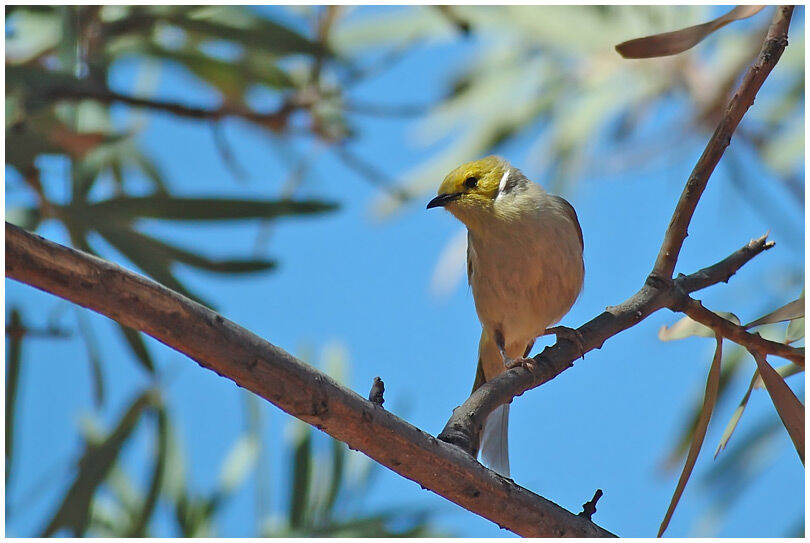 White-plumed Honeyeater