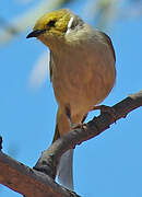 White-plumed Honeyeater