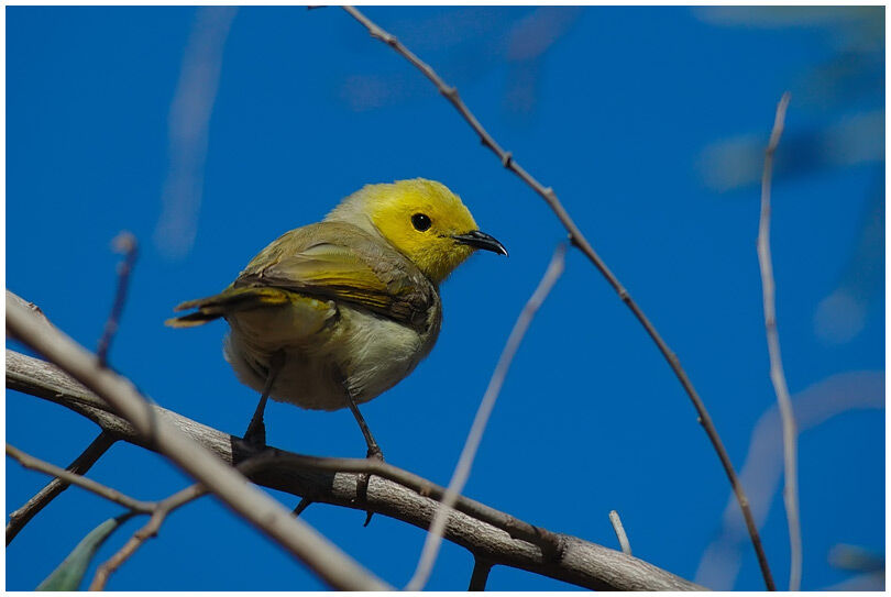 White-plumed Honeyeater