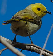 White-plumed Honeyeater