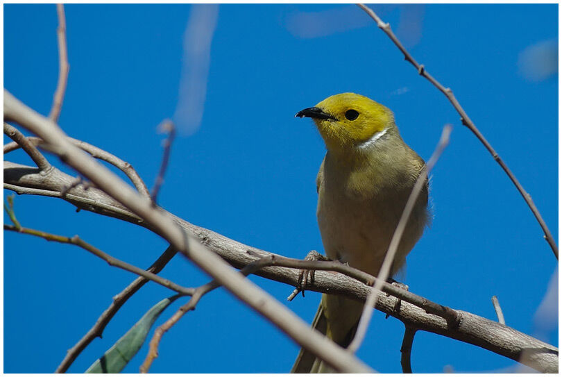 White-plumed Honeyeater