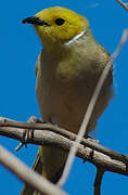 White-plumed Honeyeater