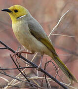 White-plumed Honeyeater