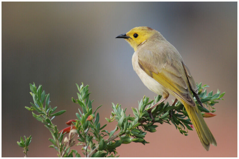 White-plumed Honeyeateradult