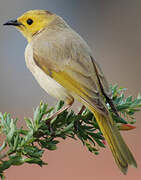 White-plumed Honeyeater