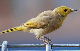 White-plumed Honeyeater