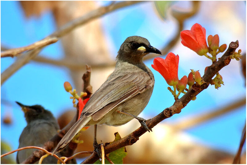 White-gaped Honeyeateradult