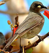 White-gaped Honeyeater