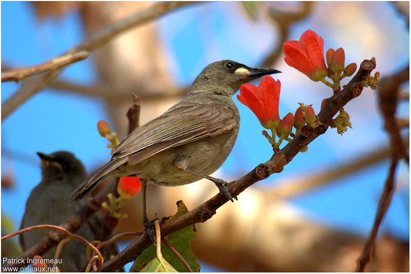 White-gaped Honeyeateradult, identification