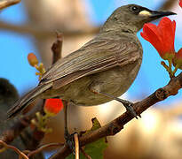 White-gaped Honeyeater