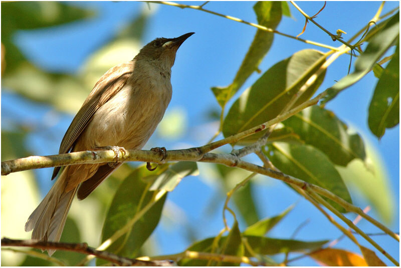 White-gaped Honeyeateradult