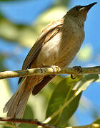 White-gaped Honeyeater