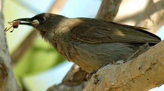 White-gaped Honeyeater