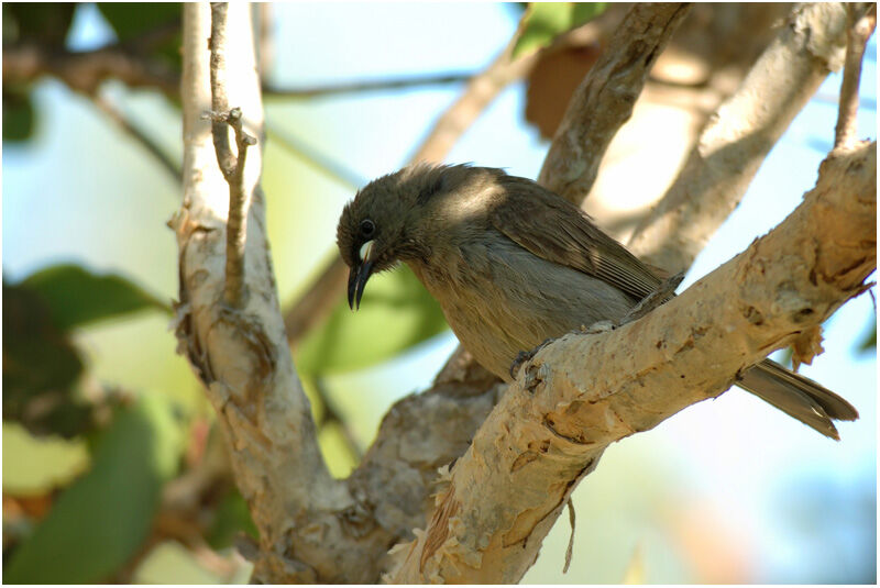 White-gaped Honeyeateradult