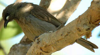 White-gaped Honeyeater