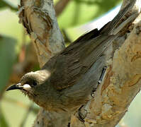 White-gaped Honeyeater