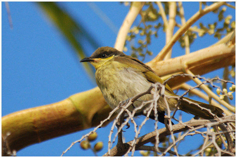 Varied Honeyeaterimmature