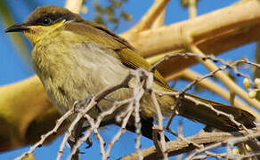 Varied Honeyeater