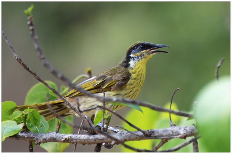 Varied Honeyeateradult