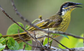 Varied Honeyeater