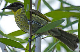 Varied Honeyeater