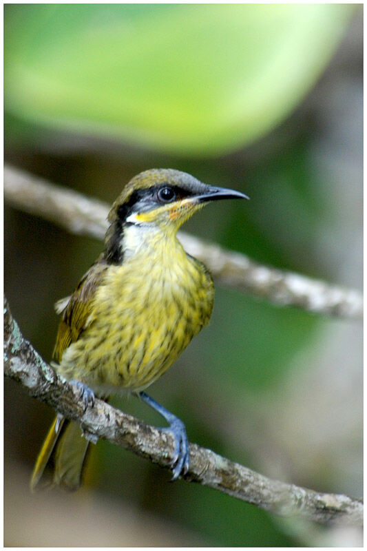 Varied Honeyeateradult