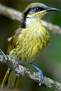 Varied Honeyeater