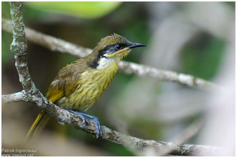 Varied Honeyeateradult, identification