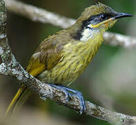 Varied Honeyeater