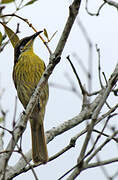 Varied Honeyeater