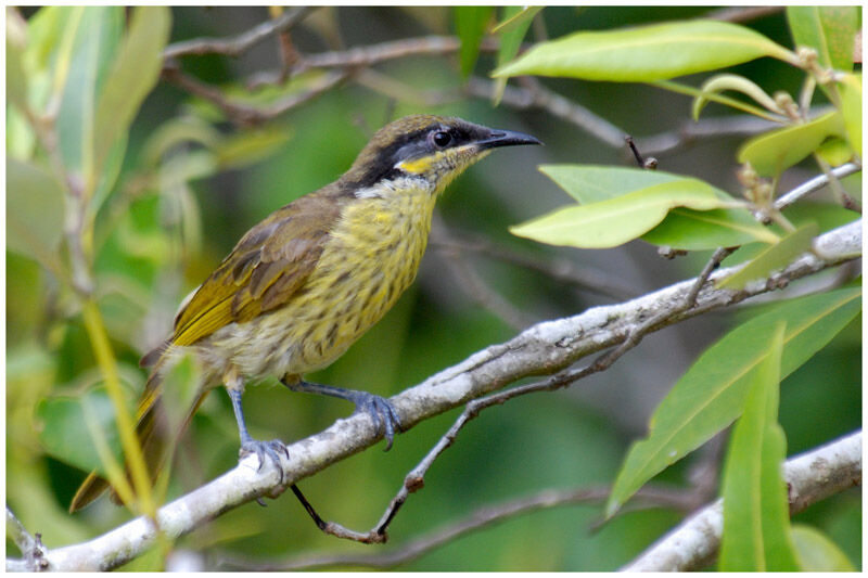 Varied Honeyeateradult