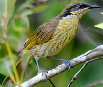 Varied Honeyeater