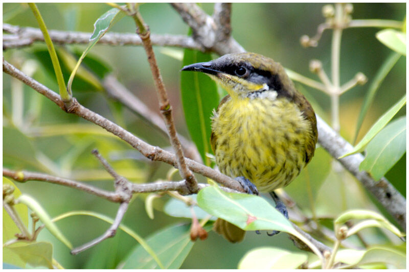 Varied Honeyeateradult